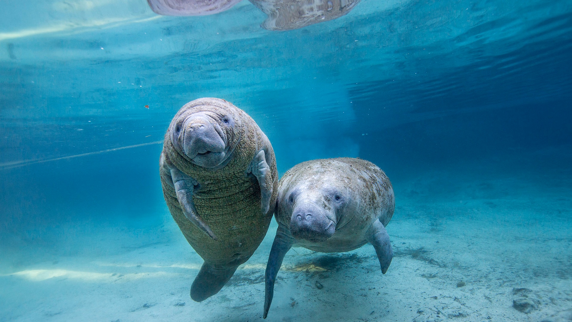 Crystal River manatees