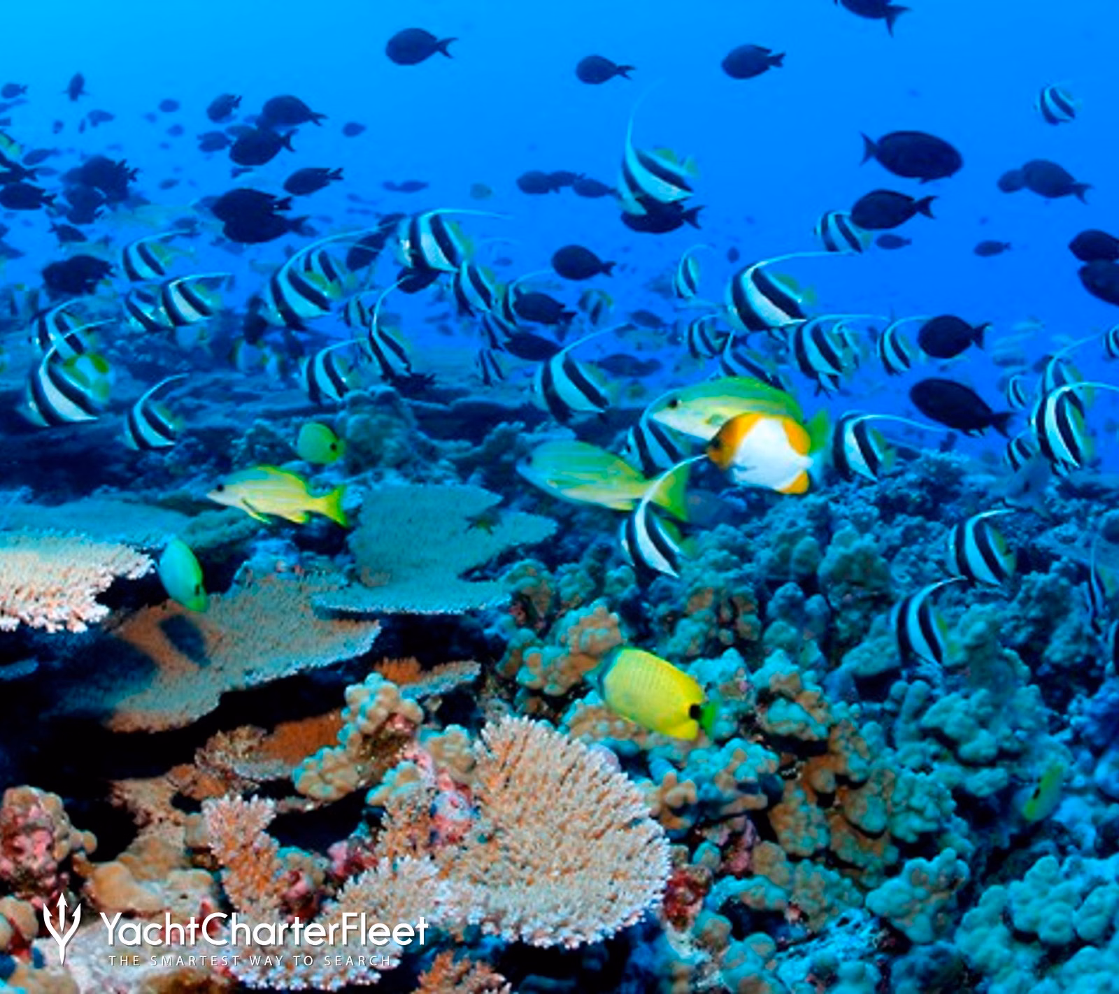 Monkey Shoals & the Nevis reefs