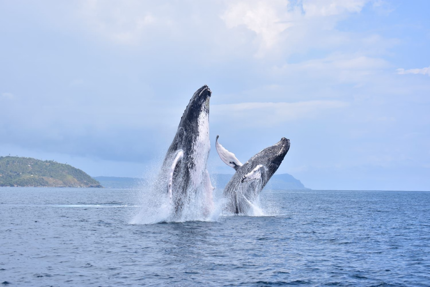 Samaná humpbacks