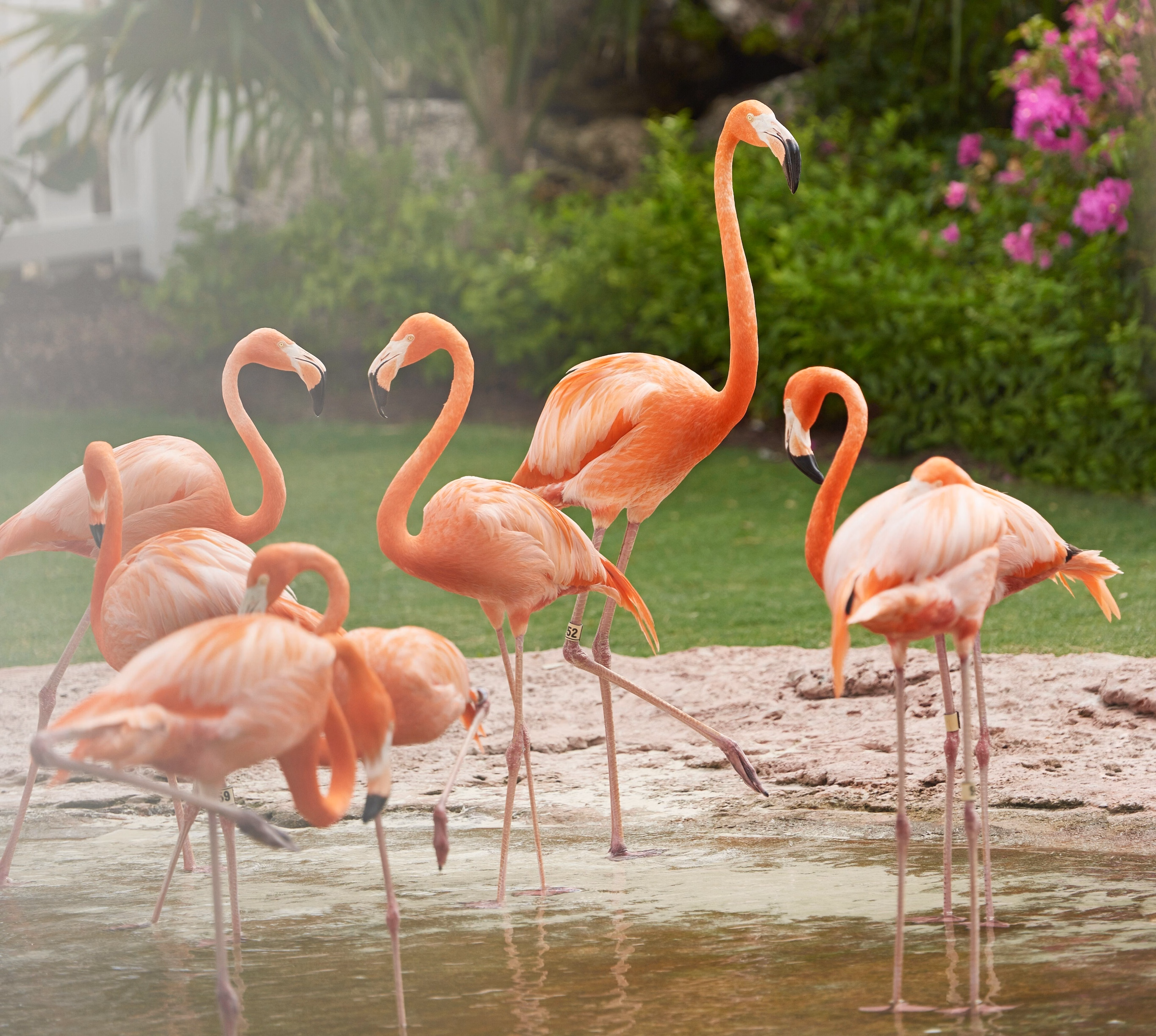Flamingo Cay